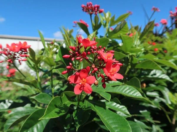  Red Jatropha
